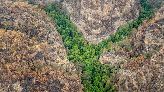 An aerial image obtained from the NSW Department of Planning, Industry and Environment shows a gorge of Wollemi pines in NSW. Picture: AFP