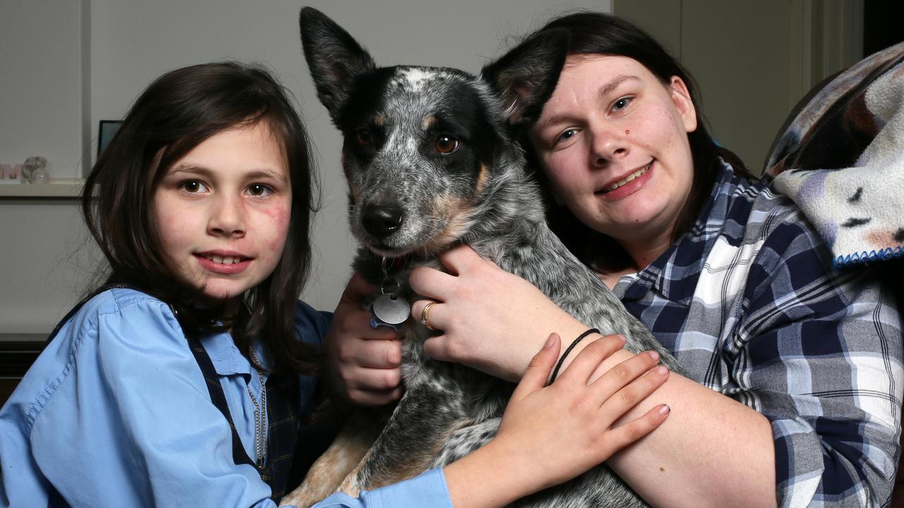 New SA pet laws Microchip helps missing pup come back home The