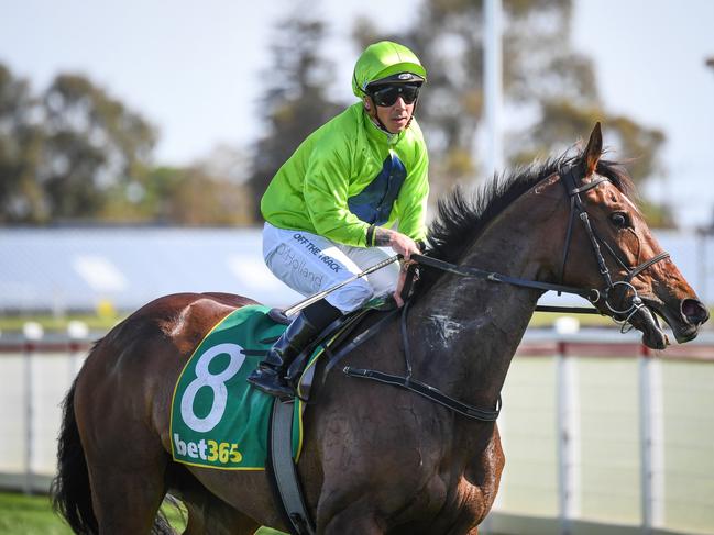 Dean Holland returns to the mounting yard on Tralee Rose (NZ) after winning the bet365 Geelong Cup, at Geelong Racecourse on October 20, 2021 in Geelong, Australia.(Reg Ryan/Racing Photos via Getty Images)