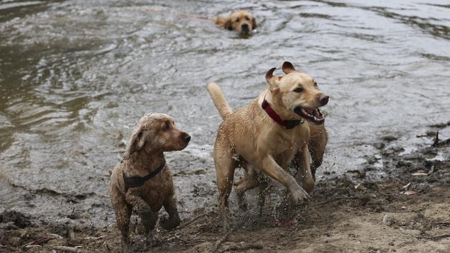 BARKING MAD! The pups hit the dam. Picture: Brett Hartwig