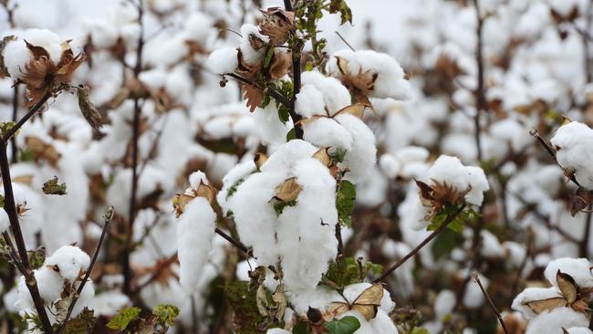 Cotton prices have jumped 6 per cent during February in a sign that spending on clothes has turned the corner.