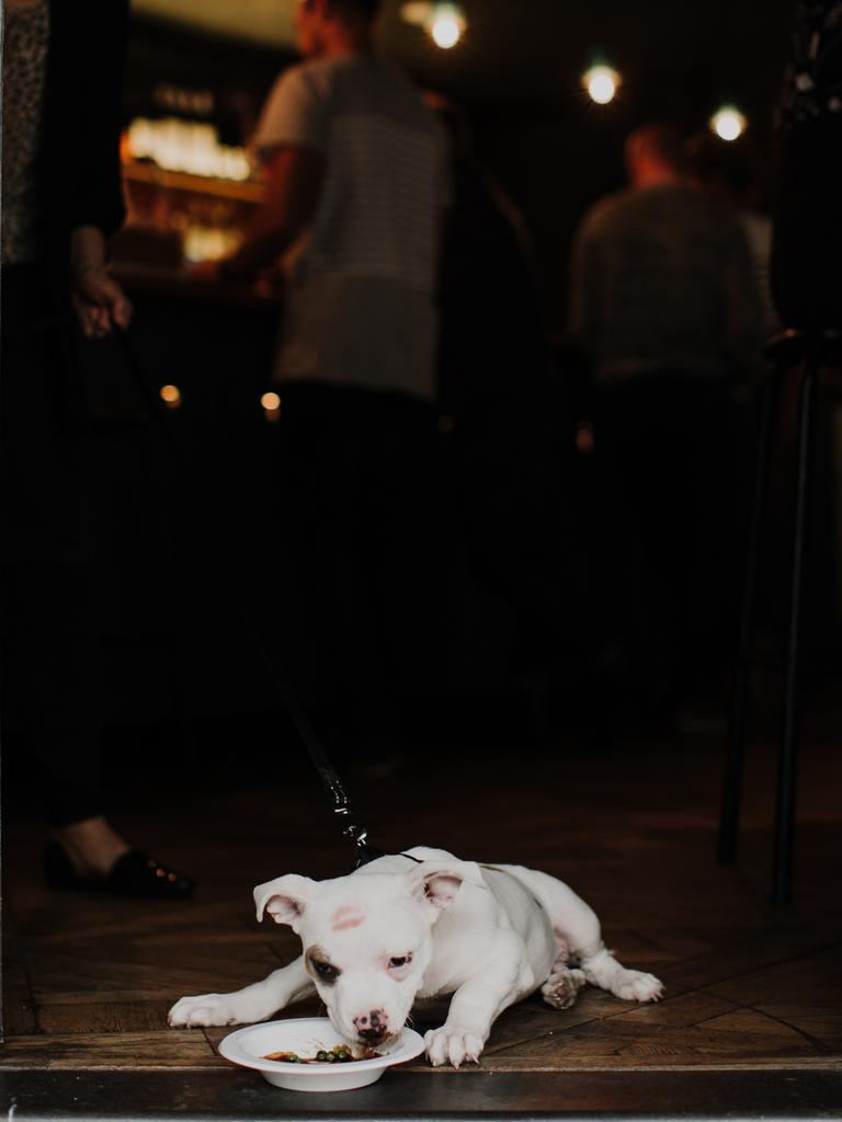 Dog enjoys some food at The Carrington. Picture: Oliver Minnett