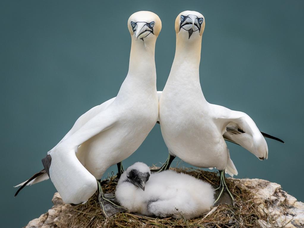Northern gannets pose for a family picture in the UK - definitely one for the album. Picture: Zoe Ashdown