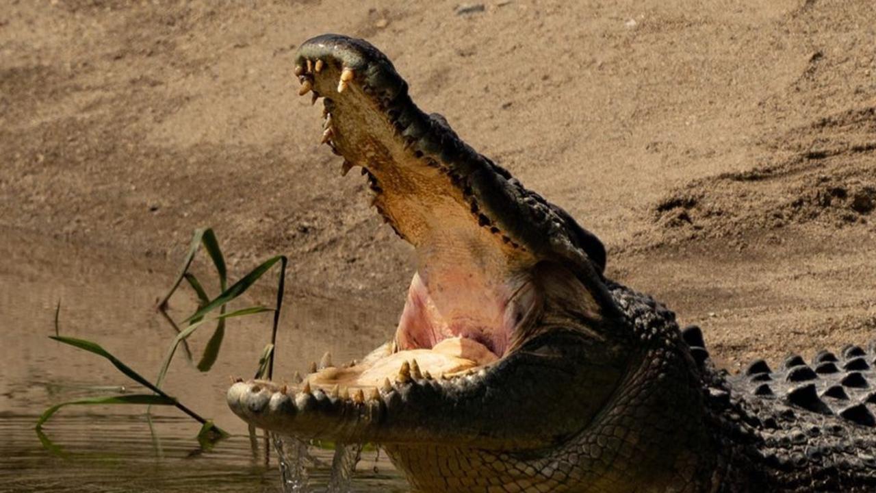 Pauline Hanson Joins Chorus Of Calls To Cull Crocodiles 