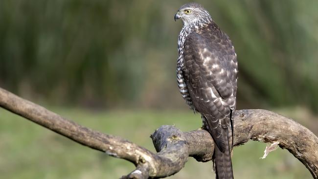 Adelaide’s majestic birds of prey will be the focus of a new re-wilding project. Picture: Craig Greer Photography