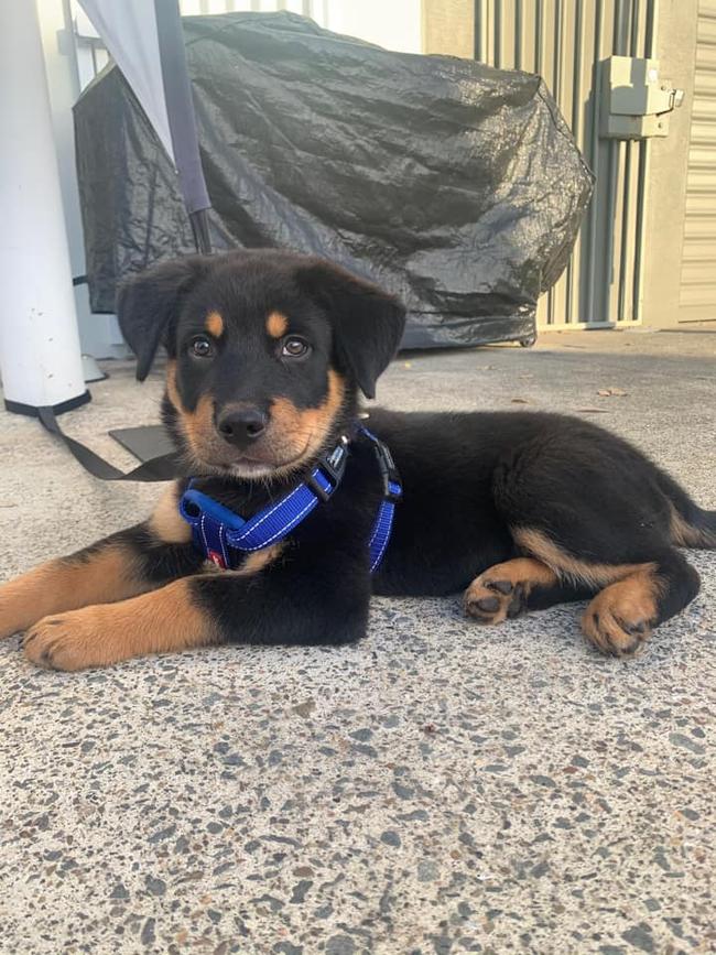 This is Bosco, he lives in Tweed Heads south and how can you not think he is the cutest with those eyes and his cheeky smile