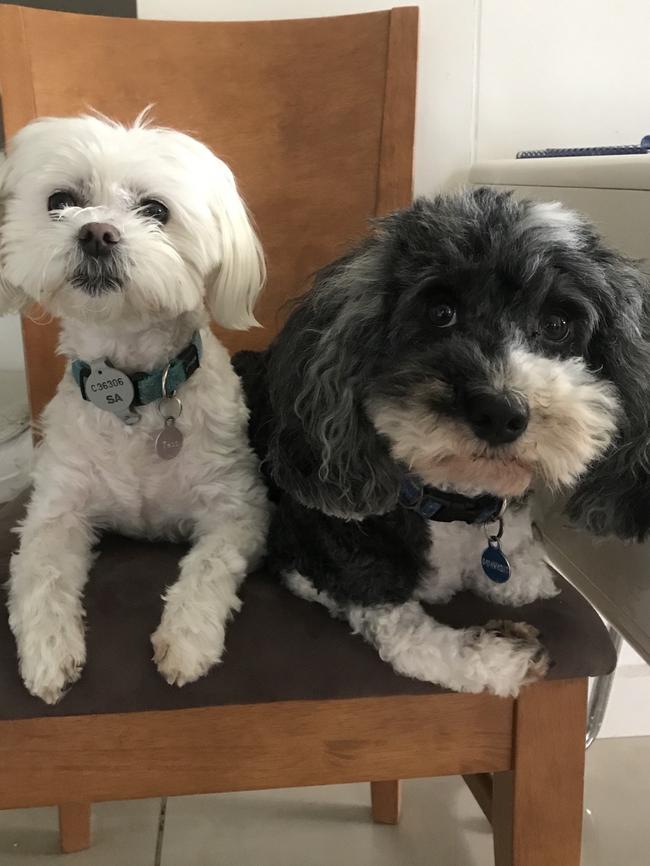 Tess and Mikey are loving the new work-from-home arrangements, including extra snacks (for them and their owner). Picture: Shannon Caton<br/> <lr/>