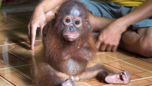 Orphaned orangutan constantly hugs herself as she misses her mum