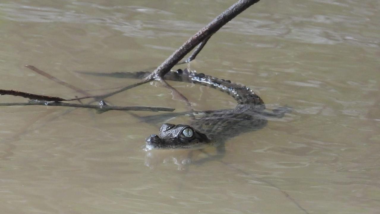 One of a dozen crocodile hatchlings spotted in the King River. Picture: Rodney Fischer