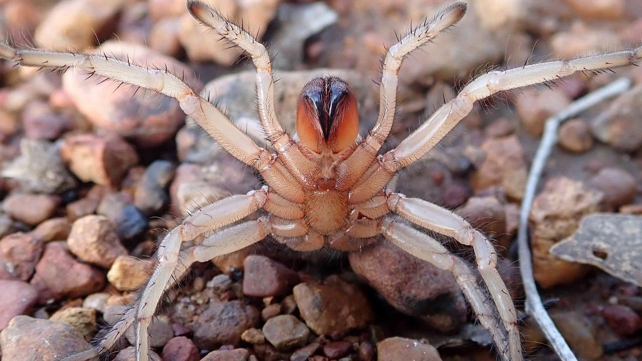 New Species Found In Remote Rainforest At Cape Melville Range | The ...