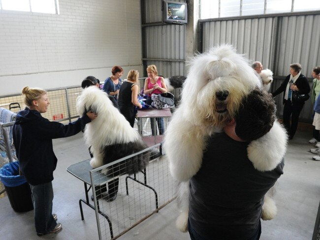 Chaucer, an old english sheep dog weighing 45kg's is lifted up by it's groomer Robert Schnaars prior to judging at the Ekka in Brisbane, Thursday, Aug. 5, 2010. The  Royal Queensland Show is Queensland's largest annual event and runs until Aug. 15. (AAP Image/Dave Hunt) NO ARCHIVING, INTL OUT