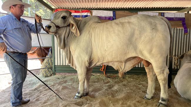 Triple E co-owner Gavin Webber with the Charters Towers Show 2024 champion exhibit – Brahman bull Triple E RUGER (ivf) (h) a son of four times world champion Brahman bull Mr. V8 458/7 Noble.