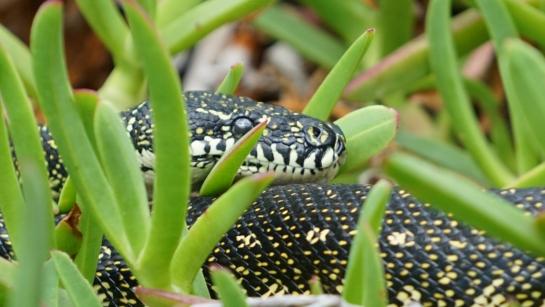 This diamond python was snapped by Andrew Blaugh in Frances Hunt’s garden.