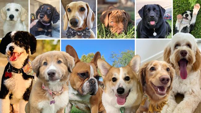 From adorable fur babies to big softies, Bundaberg’s pups are just too cute to resist. Help search for the region’s cutest of 2024. Look through our gallery and vote.