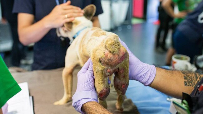 A french bulldog rescued from Storybook Farm-Sacred Animal Garden.