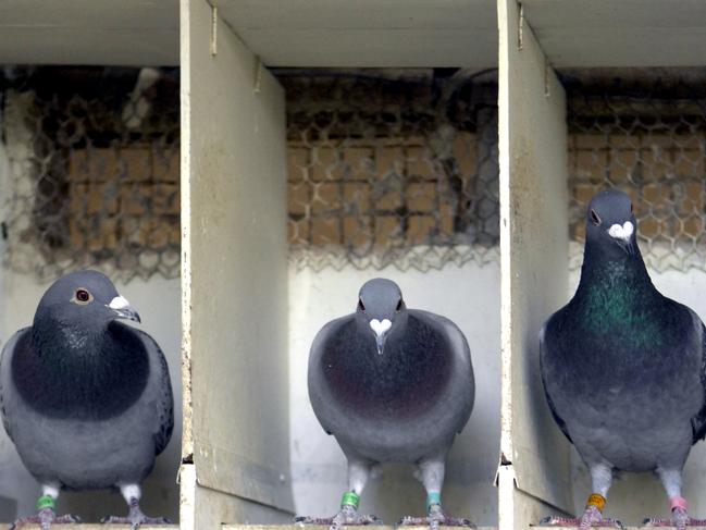 Bird lover hid guns under pigeon coop, bed