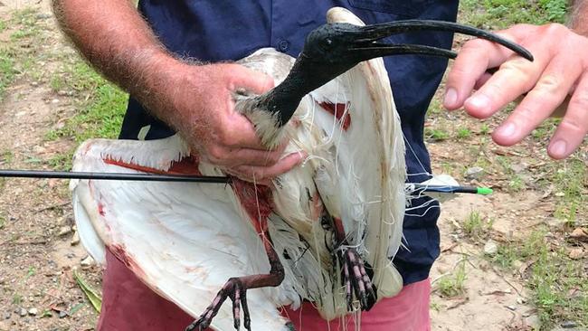 SnagglePuss the ibis was shot by an arrow on Boxing Day in Tallai, the Gold Coast. Rowley Goonan from Wild Bird Rescues GC saved the bird and took it to Currumbin Wildlife Sanctuary, but it died three days later. Photo: Wild Bird Rescues Gold Coast