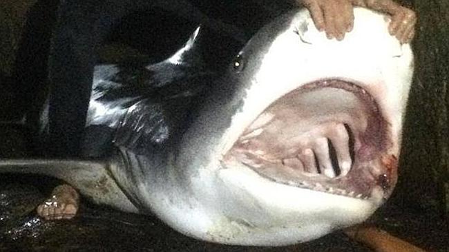 Man caught 4.5m tiger shark using rod and reel off Albany coast