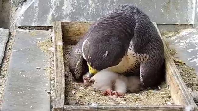 The Perigine Falconpairs welcomed their two chicks into the world 33 floors up. Picture: Supplied