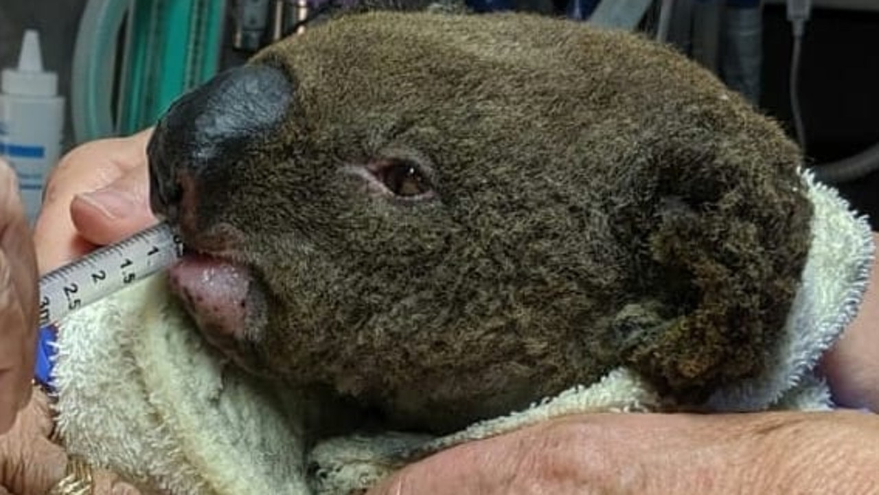 Paul was rescued from the Lake Innes Nature Reserve and being cared for by volunteers. Picture: Facebook/Port Macquarie Koala Hospital