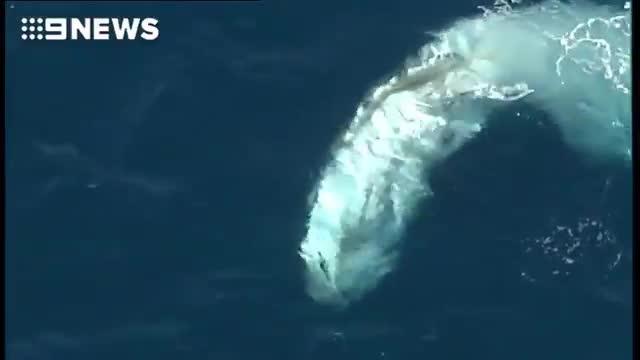 Whale trapped in nets off Gold Coast