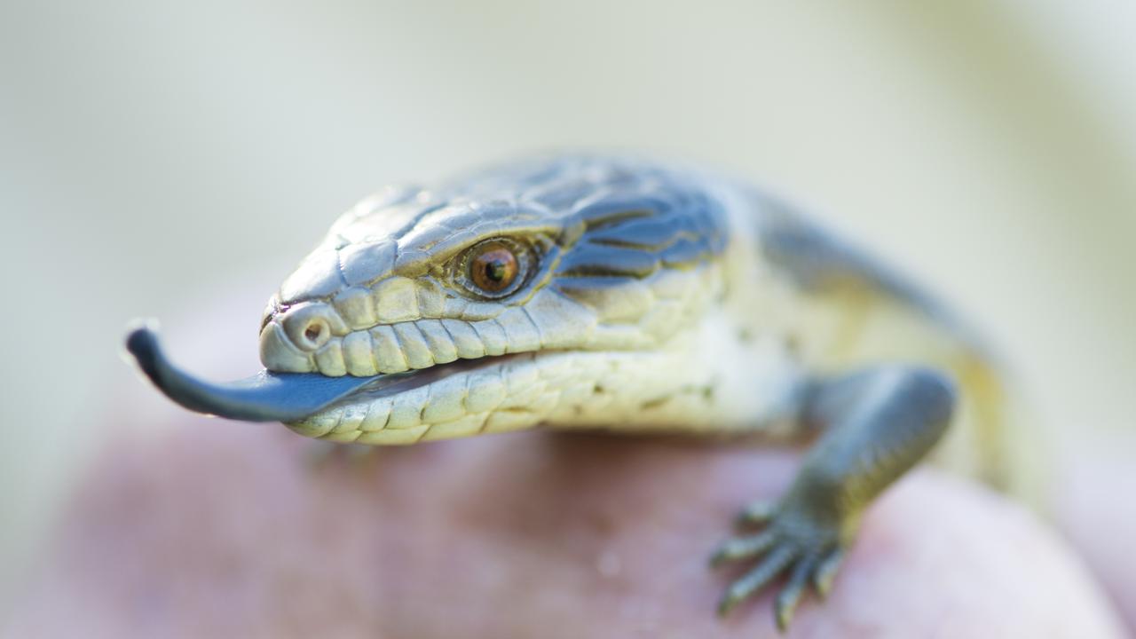 Blue-tongued lizards were allegedly transported to Asia through the post in an illegal wildlife smuggling scheme. Picture: Zoe Phillips