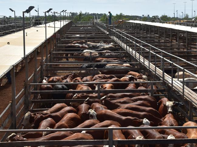 Roma Saleyards are the largest cattle selling centre in Australia,  facilitating the sale of 244,778 head of cattle in the 2022/23 financial year. Photo: Jacklyn O'Brien.