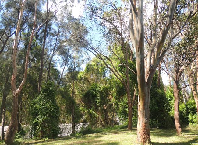 Fifteen trees were earmarked for removal from the ‘green oasis’ at the rear of properties in McBurney Ave and Dransfield Aveat Mascot and Southern Cross Drive.