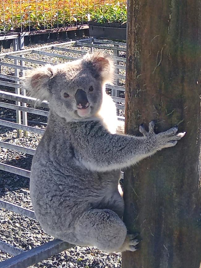 An entirely unrepentant Claude with his all-you-can-eat buffet in the background. Picture: Eastern Forest Nursery