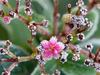How to protect your plants on frosty nights