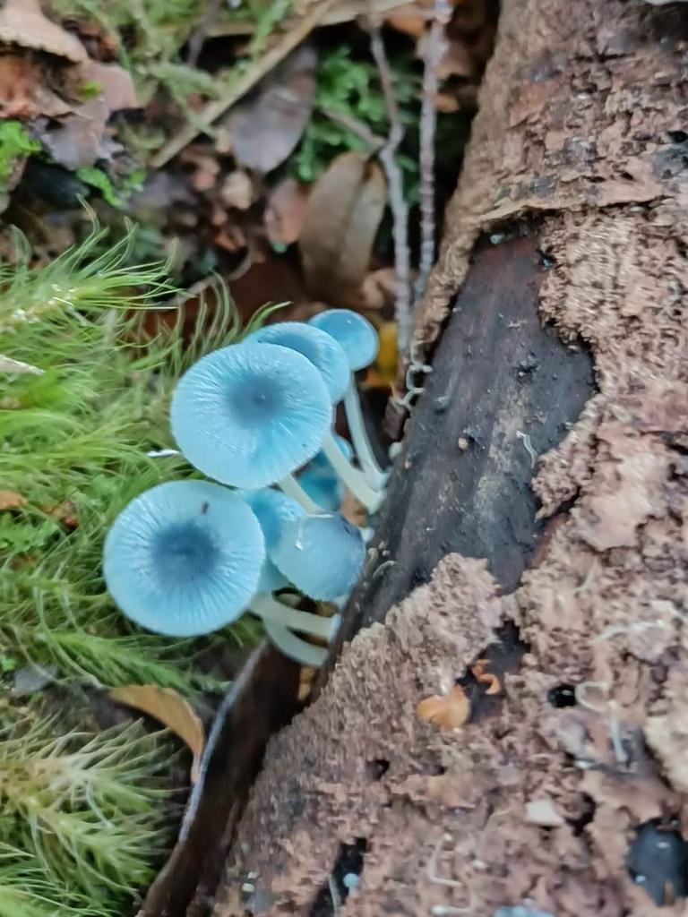 Reader picture for your Focus on Tasmania. Fairy umbrellas at Styx River area. Picture: Nick Creasey ***ONE TIME USE ONLY***