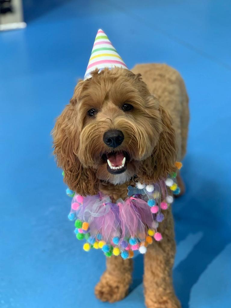 Tassie most stylish dog nominee: Betty-Bingo - Labradoodle