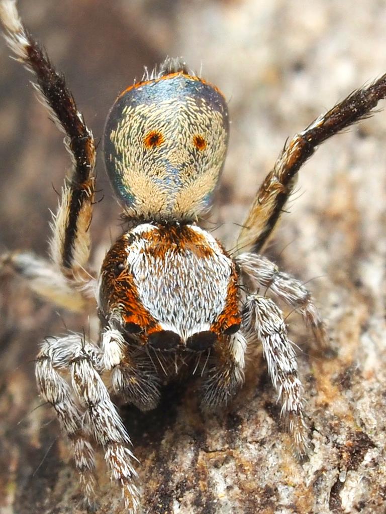 Maratus inaquosus.