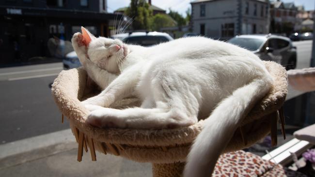 Cat Cafe favourite, 14-year-old Pearl suns herself at the Cat Cafe. Picture: Linda Higginson