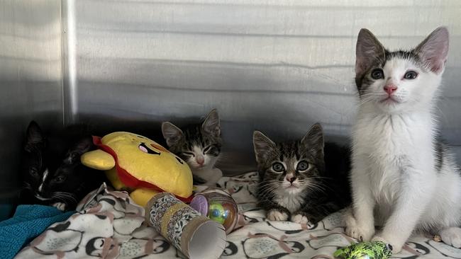 The four older kittens were found dumped in an Athelstone car park. Picture: RSPCA