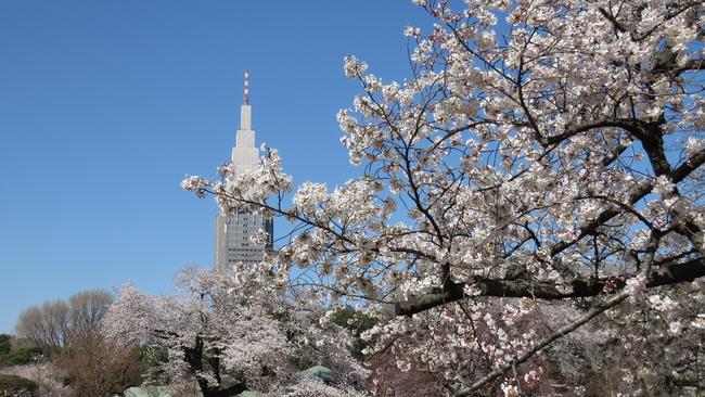 The cherry blossoms in full bloom at Shinjuku Gyoen. Picture: Travel Japan