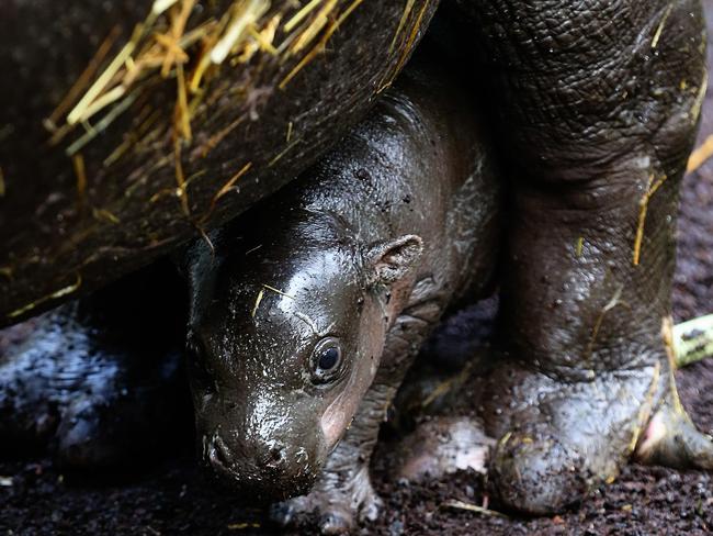 Two week old male calf born to Petre and Felix is doing well. Pygmy Hippopotamus are endangered in the wild, but their rainforest habitat makes it very difficult for researchers to determine exact populations. However, it is known that both loss of habitat and poaching are drastically affecting their numbers in the wild, making the regional and international breeding programs even more important to ensure the future of the species. Picture: Tim Carrafa