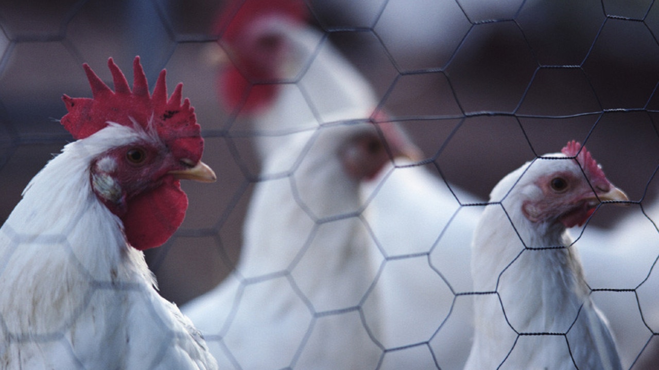 $95m bid to safeguard Aus against bird flu