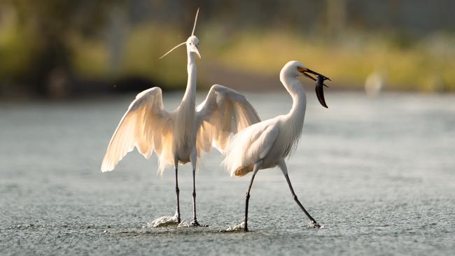 "I never Egret getting up early for a sunrise mission to Fogg Dam!" Picture: Naomi Lang.