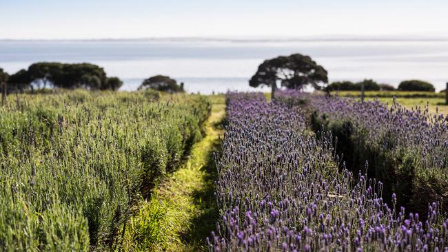 View from Churchill Island. Picture: Robert Blackburn/Visit Victoria