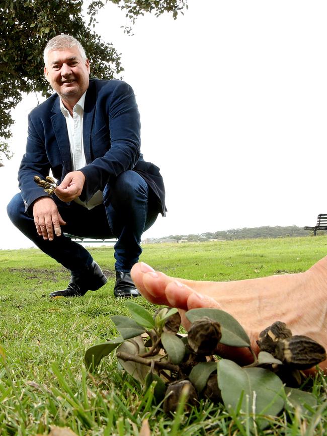 Stepping on Norfolk Island hibiscus tree seed pods while barefoot is painful. Picture: Annika Enderborg