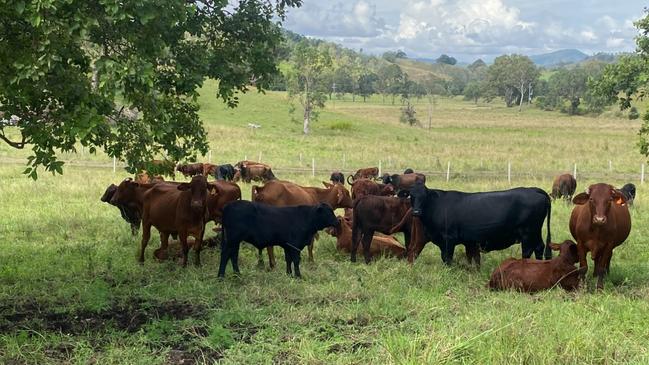 Santa Gertrudis-Angus cattle. Picture: Supplied.