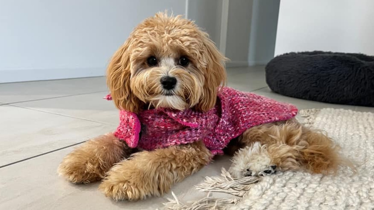 Ipswich Cutest Dog Competition 2022: Claudie Rose's dog Gigi.