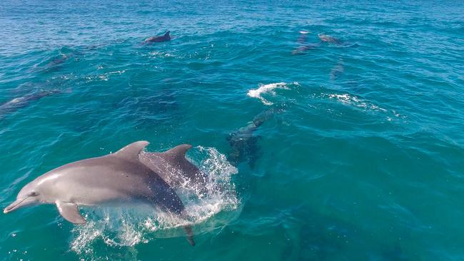 Dolphin pod at Sydney beach | Daily Telegraph