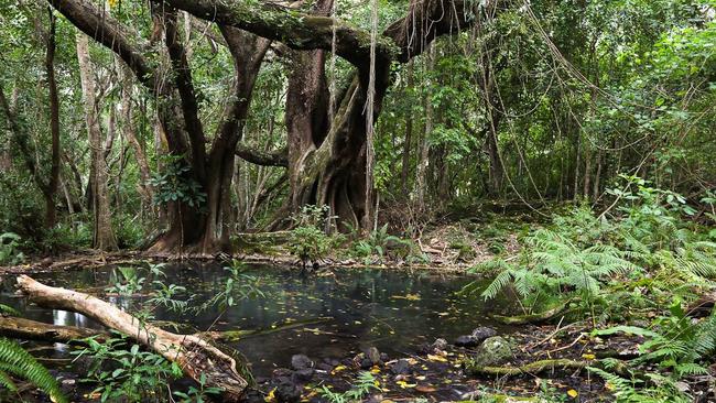 Water flows of up to 62 litres per second create the springs near Rocky Creek. Picture: Peter Carruthers