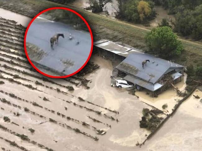 Aerial images show a horse trapped on a roof after flooding in Hawke's Bay.