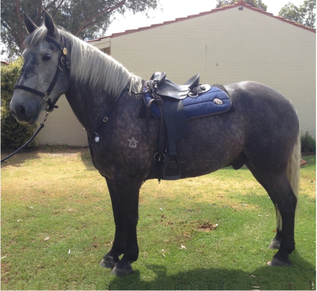 Bluey, pictured at 5-years-old.