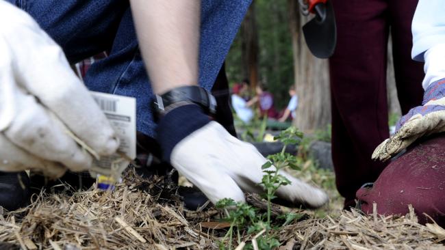 The Toowoomba Regional Council is holding a Community Tree Planting Day this month.