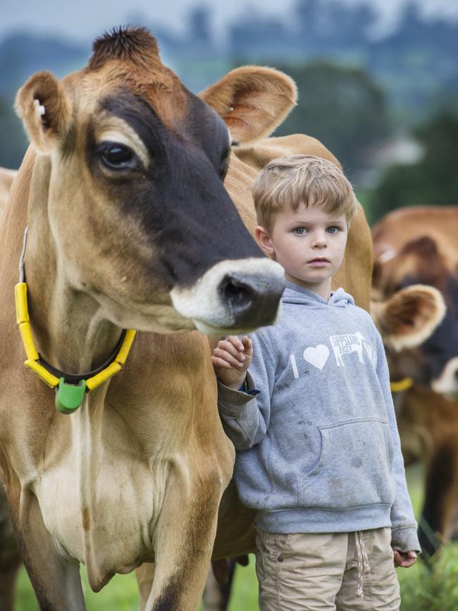 Sallie Jones’ son Max, with a Jersey cow. Picture: Zoe Phillips