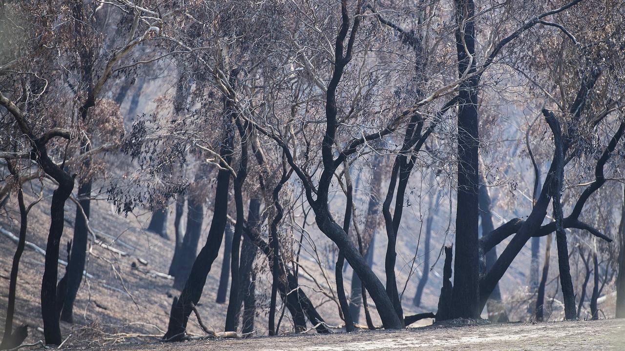 Blackened trees are an eerie sight in the deserted Plenty Gorge parklands. Picture: Ellen Smith